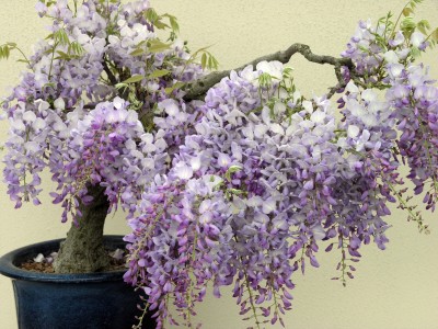 Глициния-Вистерия-Wisteria.jpg